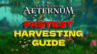 How To Level Up FAST New World Aeternum [upl. by Atinwahs524]