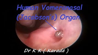 Human Vomeronasal Jacobson’s Organ  Pheromone receptor amp Stimulating effect [upl. by Teddie]