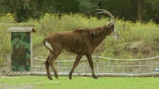 Zwarte Paardantilope Safaripark Beekse Bergen [upl. by Nirrac]