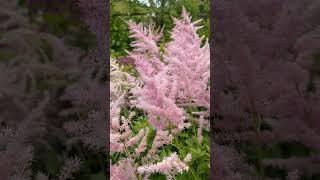 astilbe flowershorts flowergardens summerflowers telugugardener [upl. by Tabb]