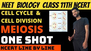 Meiosis  Cell cycle and cell division class 11th NEET  Ncert Line by Line [upl. by Iddo]