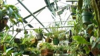 How to Grow Orchids Growing Orchids Indoors  Growing Orchids in Greenhouses [upl. by Worthy]