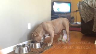 BIGGEST FEMALE PITBULL ON EARTH MANMADEs quotZOMBIEquot [upl. by Eiruam936]