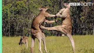 Kangaroo Boxing Fight  Life Story  BBC Earth [upl. by Kessiah]