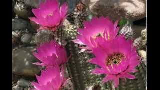 Echinocereus reichenbachii [upl. by O'Reilly]