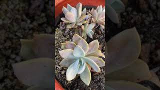 Graptosedum Darley Sunshine Hybrid Succulent [upl. by Adiaros363]