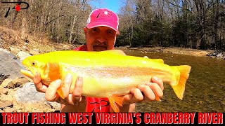 Trout Fishing West Virginias Cranberry River [upl. by Lindahl633]