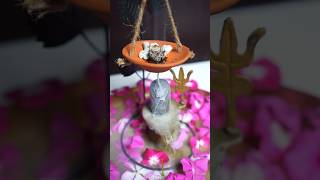 Waste Rangoli Flower Back Flow Dhoop 🌼🌸 shorts diy ytshorts craft homedecor CreativeShriya [upl. by Osicran251]