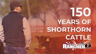 150 Years of Shorthorn Cattle  The American Rancher [upl. by Ahsam373]