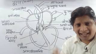 Understanding the Structure and Function of the Human Heart [upl. by Severson472]