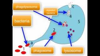 Immunology  Macrophage function part 34 [upl. by Toft52]