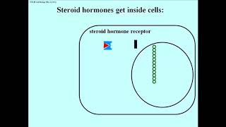 226 Steroid Hormones Regulate Gene Transcription [upl. by Amsden454]