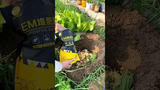 First time use EM Compost Bacteria for plant safety GrowingTips Compost CompostFermentation [upl. by Silberman]