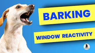 How to STOP the barking🛑Window reactivity [upl. by Enomor]