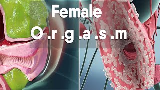 female orgasm  Female anatomy and biology [upl. by Ttegdirb]