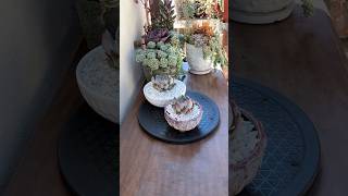 Succulent Tip Repotting A Double Head Echeveria Colorata🪴 succulents suculentasdiy [upl. by Sophy]