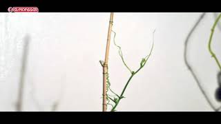 Biology  3Sec pulling movement in the tendrils of climbing plants [upl. by Jehu]