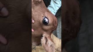 Bovine leukosis virus no treatment مرض سرطان الغدد الليمفاوية في العجول [upl. by Allesig]