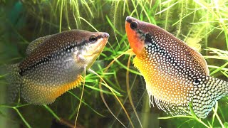 The Complete Guide To Keeping And Breeding The Pearl Gourami Trichopodus leerii [upl. by Idona]