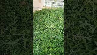 Atriplex halimus Hedge cutting on proper wayshortvideo youtubeshorts viralvideo shorts foryou [upl. by Ellerud]