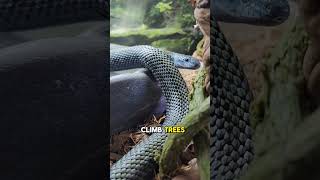 The Kunashir Island Rat Snake animalkeeper reptileeducation reptilekeeper ratsnake [upl. by Xeno]