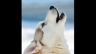 Dog Howling  Compilation Video [upl. by Rebah584]