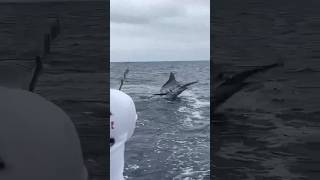 Huge marlin released off Salinas [upl. by Ortiz]