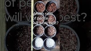 Softwood cutting plant propagation experiment with different perlite soil mixtures gardening [upl. by Jephthah]