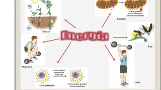 Bioenergetica 1 [upl. by Jehius]