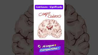 Comissura  Significado  Classificação em Neuroanatomia [upl. by Adao]