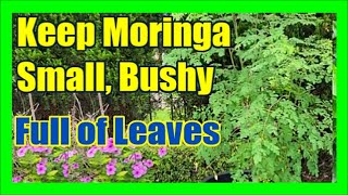 How To Keep Moringa Tree Small How To Prune Moringa Tree To Keep Full of Leaves [upl. by Burns]