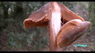 CORTINARIUS ORELLANUS 19yT VENENOSO Hongos Basidiomicetos [upl. by Rico988]