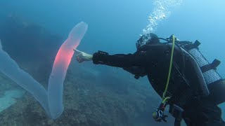 Pyrosome in Tenerife Rare sighting of 5m Pyrosoma Atlanticum scuba diving in the Canary Islands [upl. by Ainimreh599]