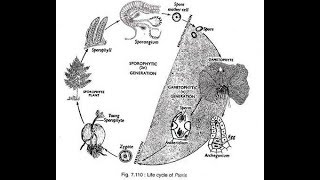 Pteris Life Cycle 2017 HD [upl. by Catina311]