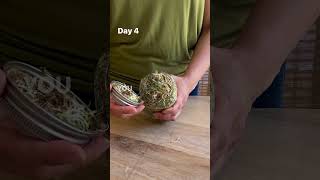 Make 🌱🫙 ALFALFA SPROUTS in a jar [upl. by Barrow]