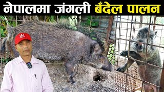 जंगली बँदेल पालनका कुरा  Wild boar husbandry in Nepal [upl. by Adnohsor]