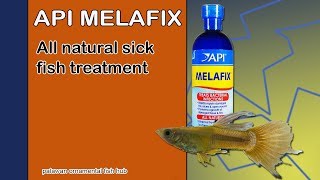 API Melafix  Ich and finrot treament for your fish [upl. by Noiroc898]