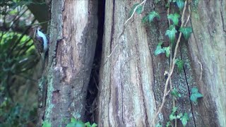 treecreeper nest eggs feeding chicks [upl. by Xylon618]