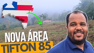 INICIANDO NOVA ÁREA DE TIFTON 85  Vou trocar a braquiária do pasto por tifton 85 [upl. by Lola930]