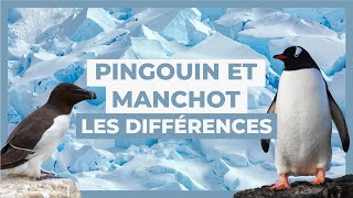 ❄️L’espèce morphologie Alimentation… Pingouin et manchot les différences❄️ [upl. by Ennire303]