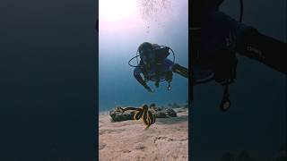 Ribbon Eel Free swimming viral awesome notscary amazing scuba freediving eel gopro undersea [upl. by Shuman]