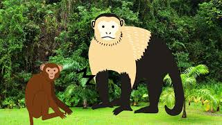 Chimpanzee vs Capuchin [upl. by Anilesor678]