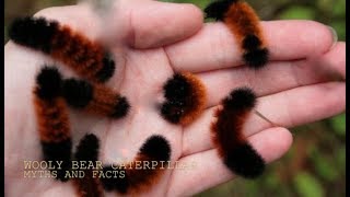 THE WOOLLY BEAR CATERPILLARMYTHS and FACTS with Chris Walklet [upl. by Gnok]