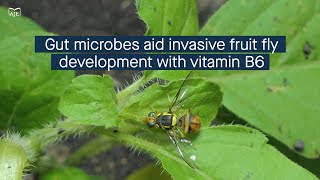 Gut microbes augment invasive fruit fly development through vitamin B6 synthesis [upl. by Llewon695]