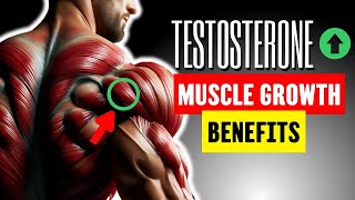 TESTOSTERONE and MUSCLE GROWTH BENEFITS  AESTHETIC LOOK [upl. by Inger]