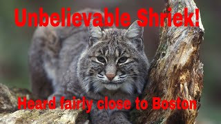 WHAT A BOBCAT SOUNDS LIKE SCARY 12 MILES NORTH OF BOSTON SOUND ON [upl. by Odragde496]