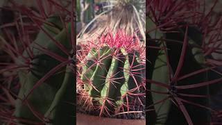 Mexican Fire Barrel 🔥 ferocactus cactus nature succulents shorts cactusuncle sonorandesert [upl. by Nylodam]