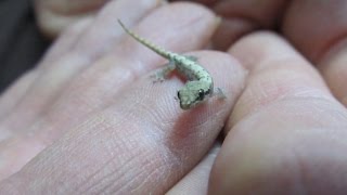 A Quick Guide To Mourning Geckos Lepidodactylus lugubris [upl. by Cheney709]