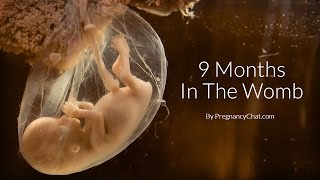 9 Months In The Womb A Remarkable Look At Fetal Development Through Ultrasound By PregnancyChatcom [upl. by Adelheid]