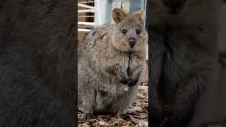 Quokka The cutest and most smiling animal 😍 animals quokka australia [upl. by Chuck]